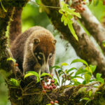 At one point, four White-nosed Coatis were raiding this hackberry tree for juicy fruit, scampering about the branches and happy as kids in a sweet shop (image by Gin Wilde)