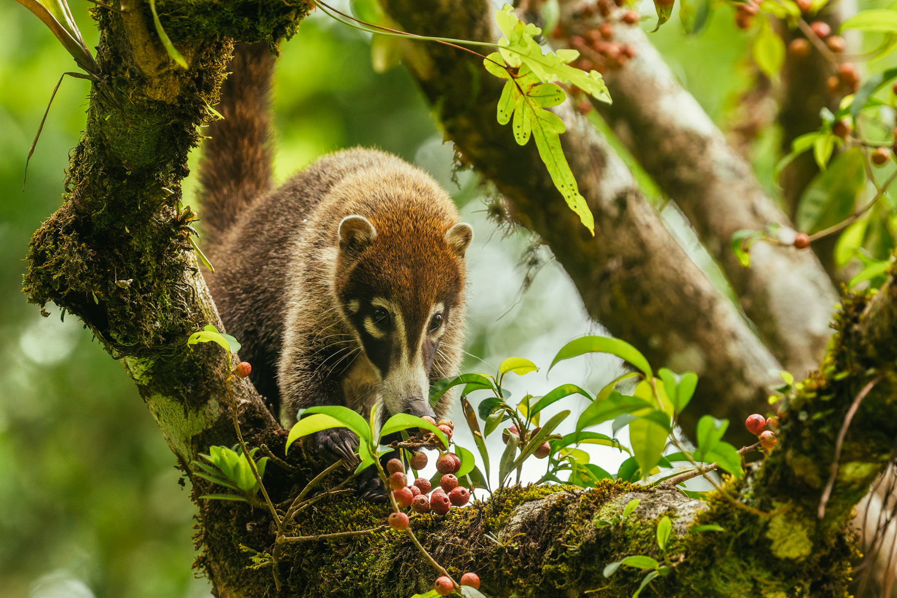 At one point, four White-nosed Coatis were raiding this hackberry tree for juicy fruit, scampering about the branches and happy as kids in a sweet shop (image by Gin Wilde)