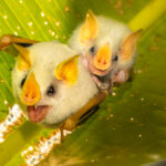 A Honduran White Bat and her juvenile are expressive and a treat to see, roosting on the underside of leaves that they adapt using a serrated technique, so they can cling on tight (image by Gin Wilde)