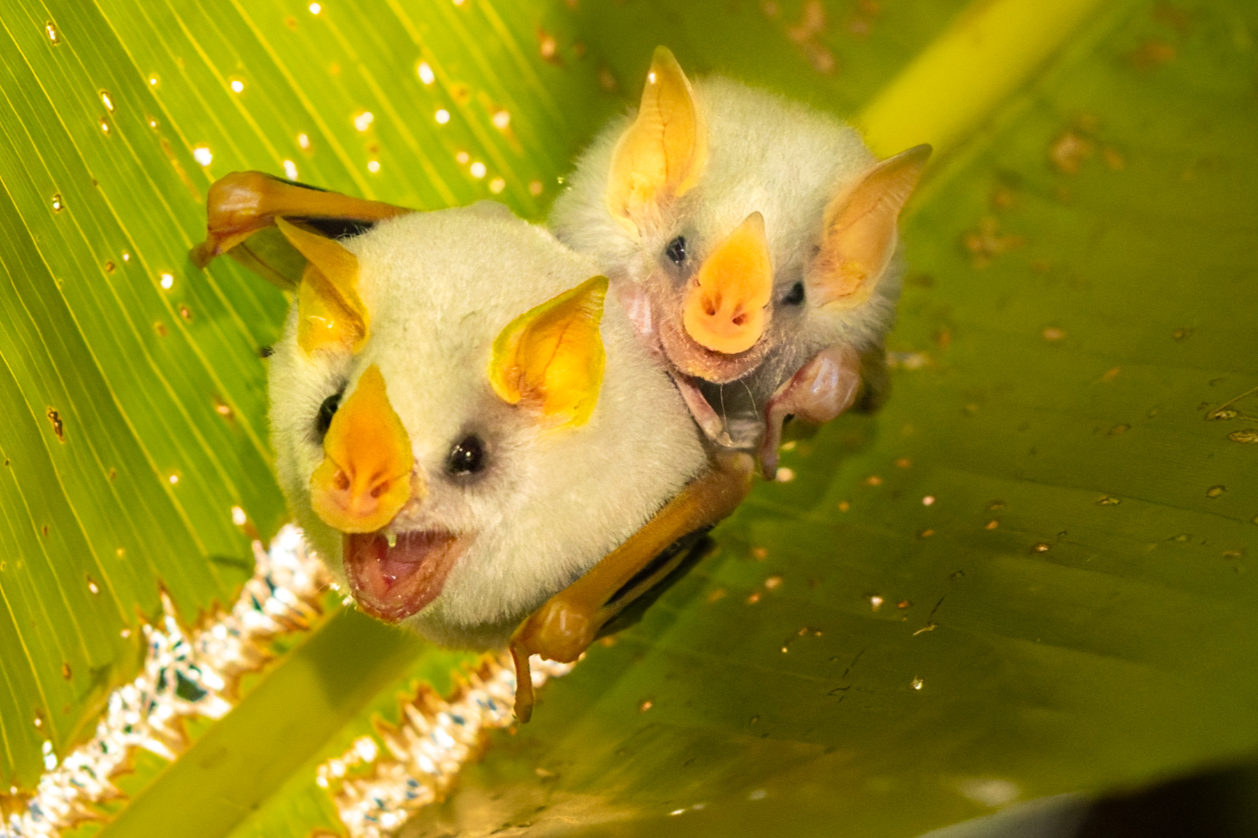 A Honduran White Bat and her juvenile are expressive and a treat to see, roosting on the underside of leaves that they adapt using a serrated technique, so they can cling on tight (image by Gin Wilde)