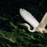 Like a ghostly beauty emerging from the shadows, the Great White Egret is a strikingly graceful bird (image by Gin Wilde)
