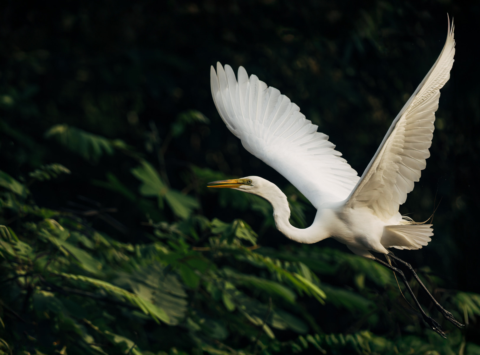 Like a ghostly beauty emerging from the shadows, the Great White Egret is a strikingly graceful bird (image by Gin Wilde)