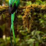 Portrait of a male Resplendent Quetzal, showing those immensely beautiful tail feathers (image by Gin Wilde)