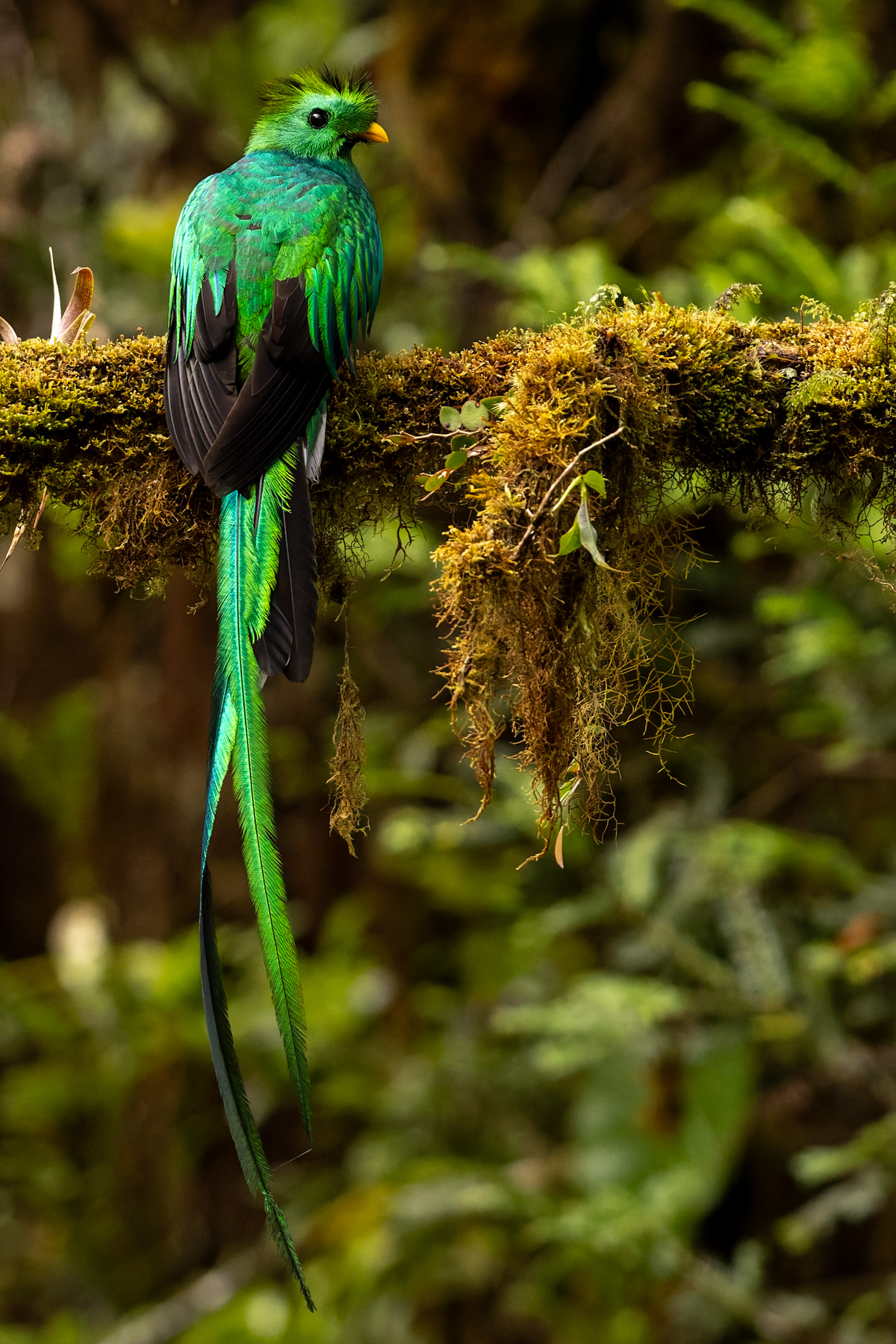 Portrait of a male Resplendent Quetzal, showing those immensely beautiful tail feathers (image by Gin Wilde)