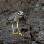 Yellow-crowned Night Heron of the endemic Galapagos race pauper (Image by Mike Watson)