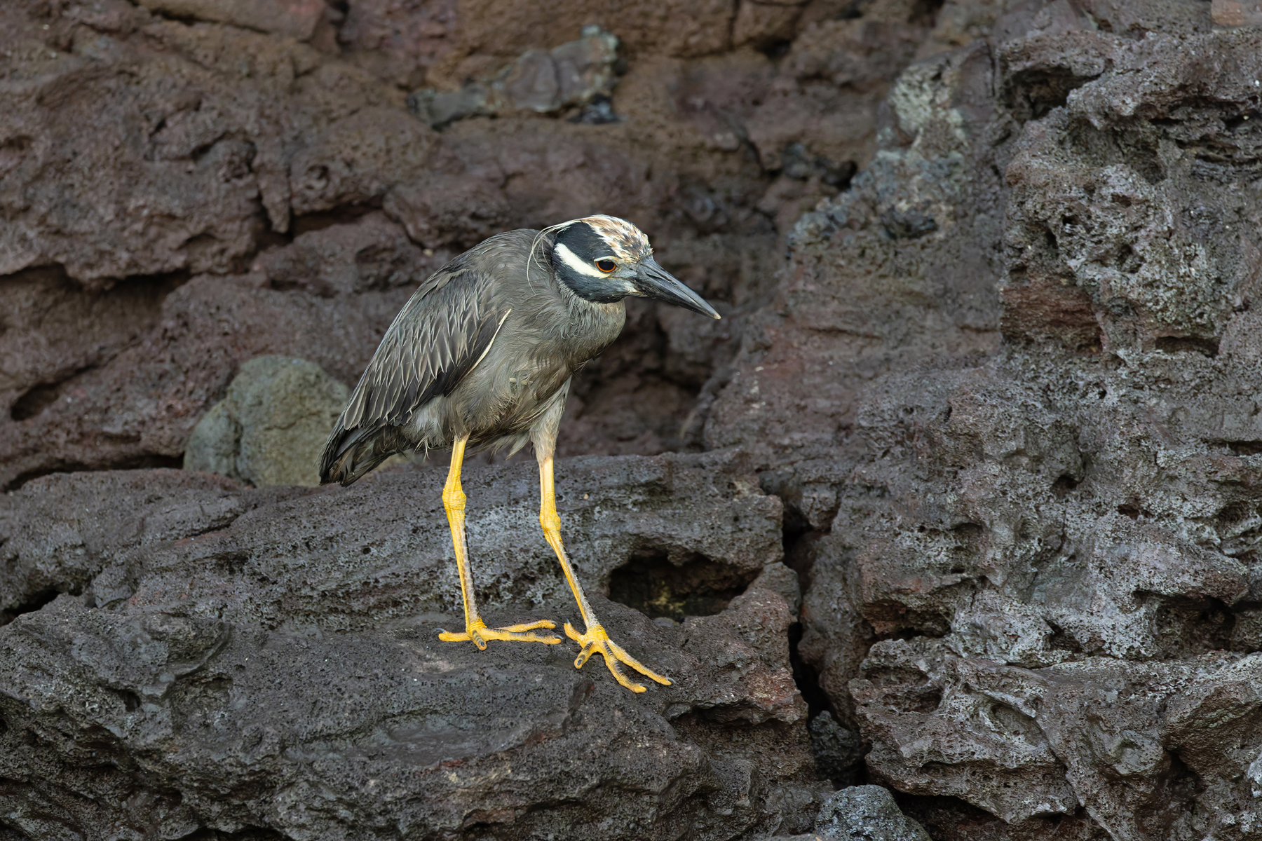 Yellow-crowned Night Heron of the endemic Galapagos race pauper (Image by Mike Watson)