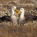 Waved Albatross pair bonding. Most of the albatross pairs in the Española colony has at least one partner at sea but a few were together like this (Image by Mike Watson)