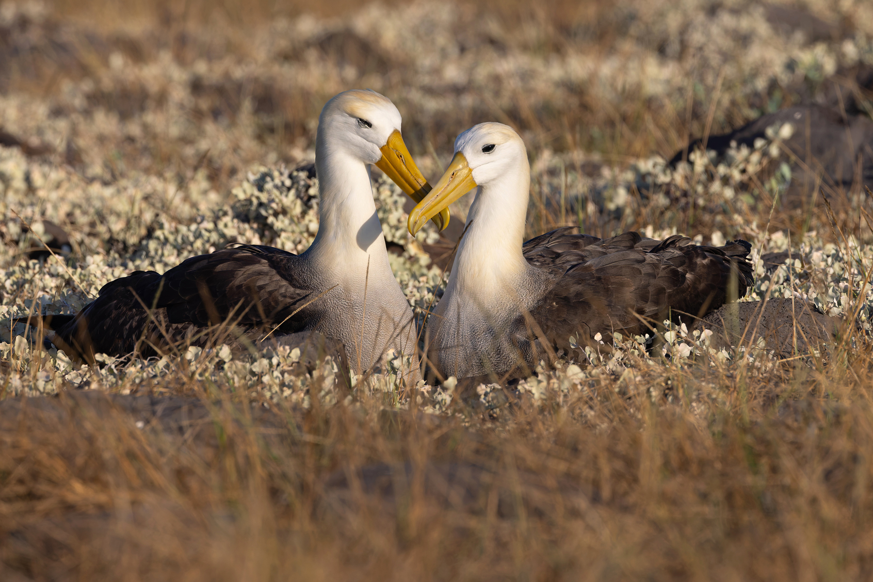 Waved Albatross pair bonding. Most of the albatross pairs in the Española colony has at least one partner at sea but a few were together like this (Image by Mike Watson)