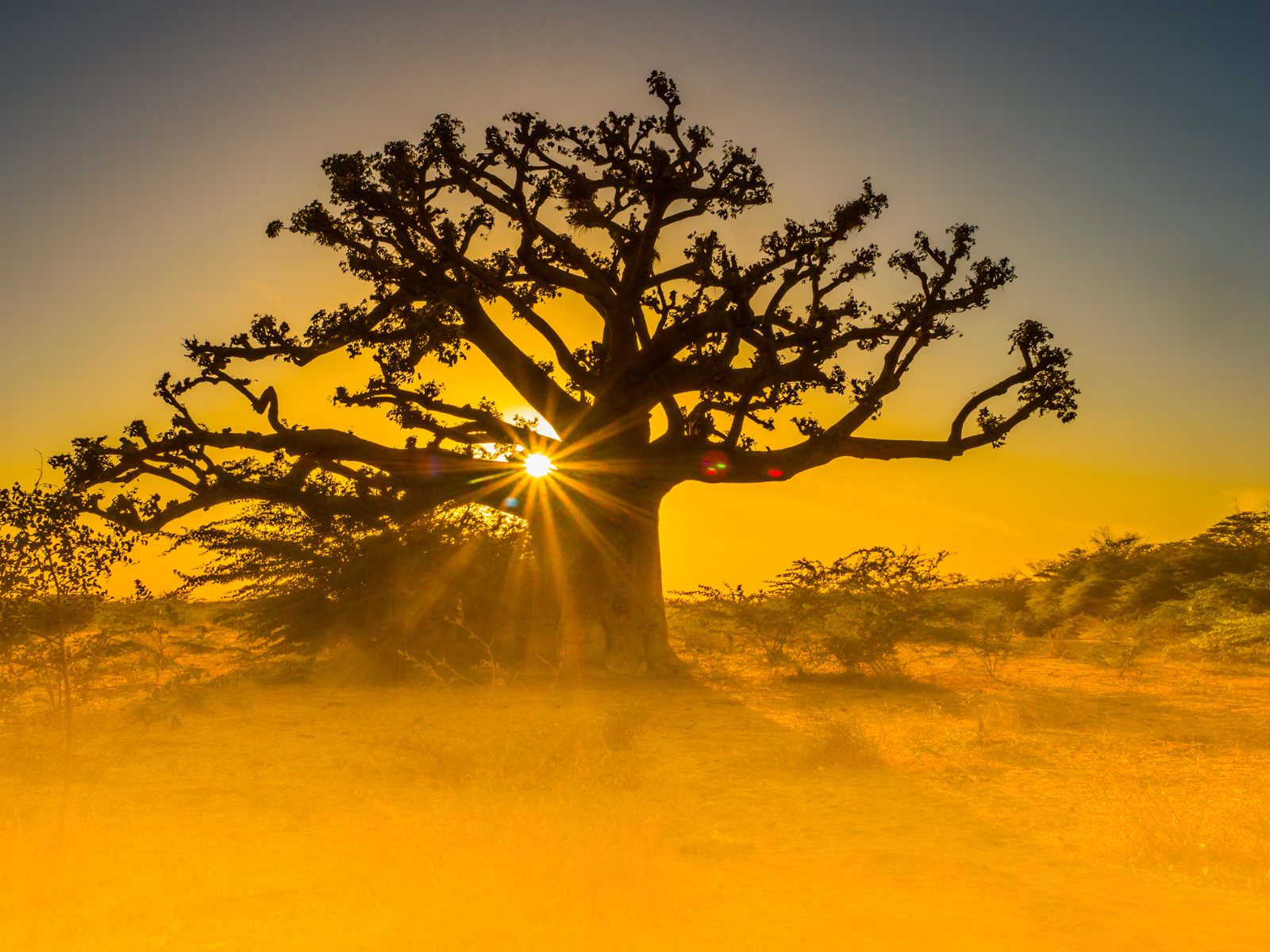 Sunburst through a large Baobab tree of Senegal. Baobabs are sacred in many locations of the country with several of them holding World Heritage status for their historical importance.