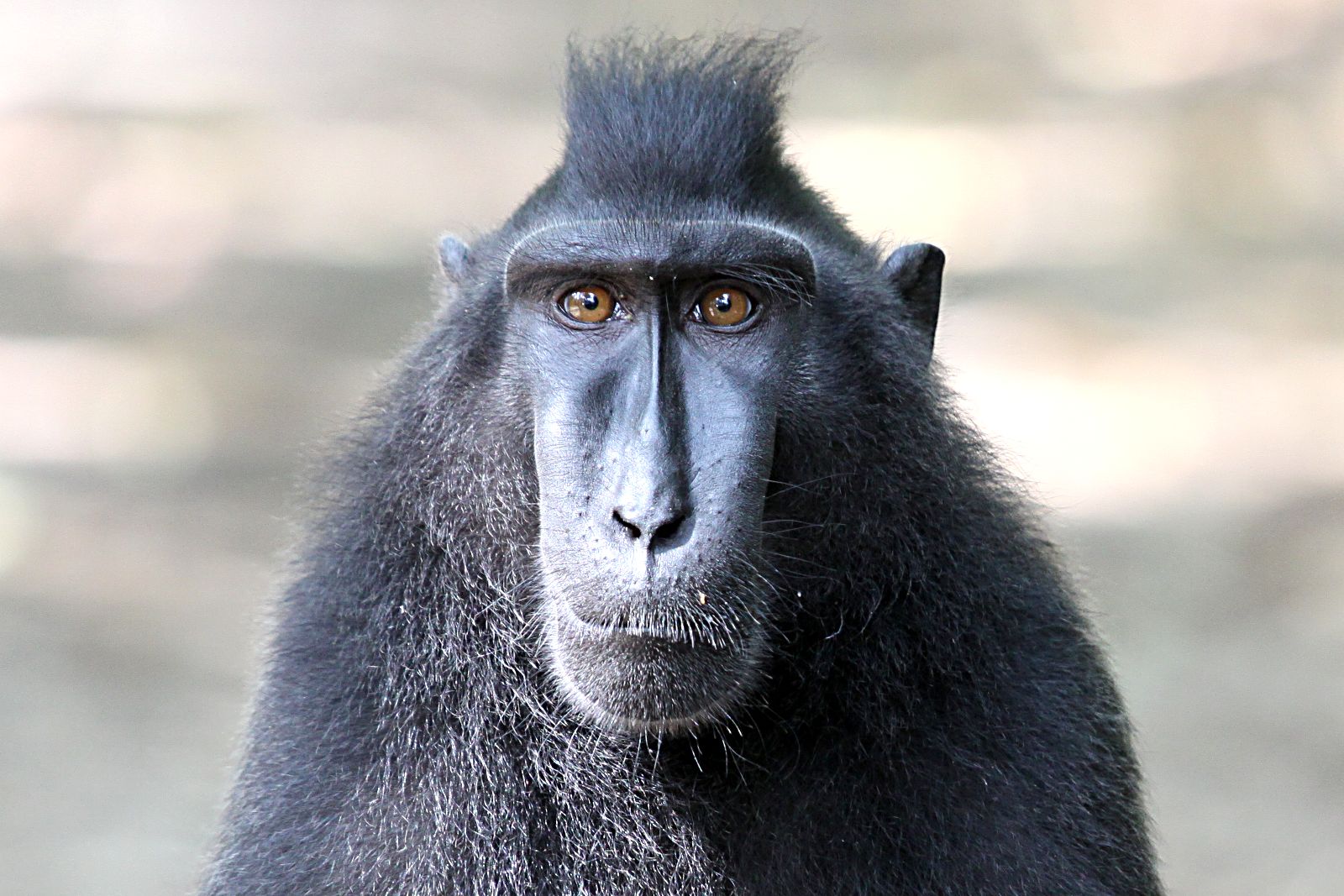 Portrait of a Celebes Crested Macaque