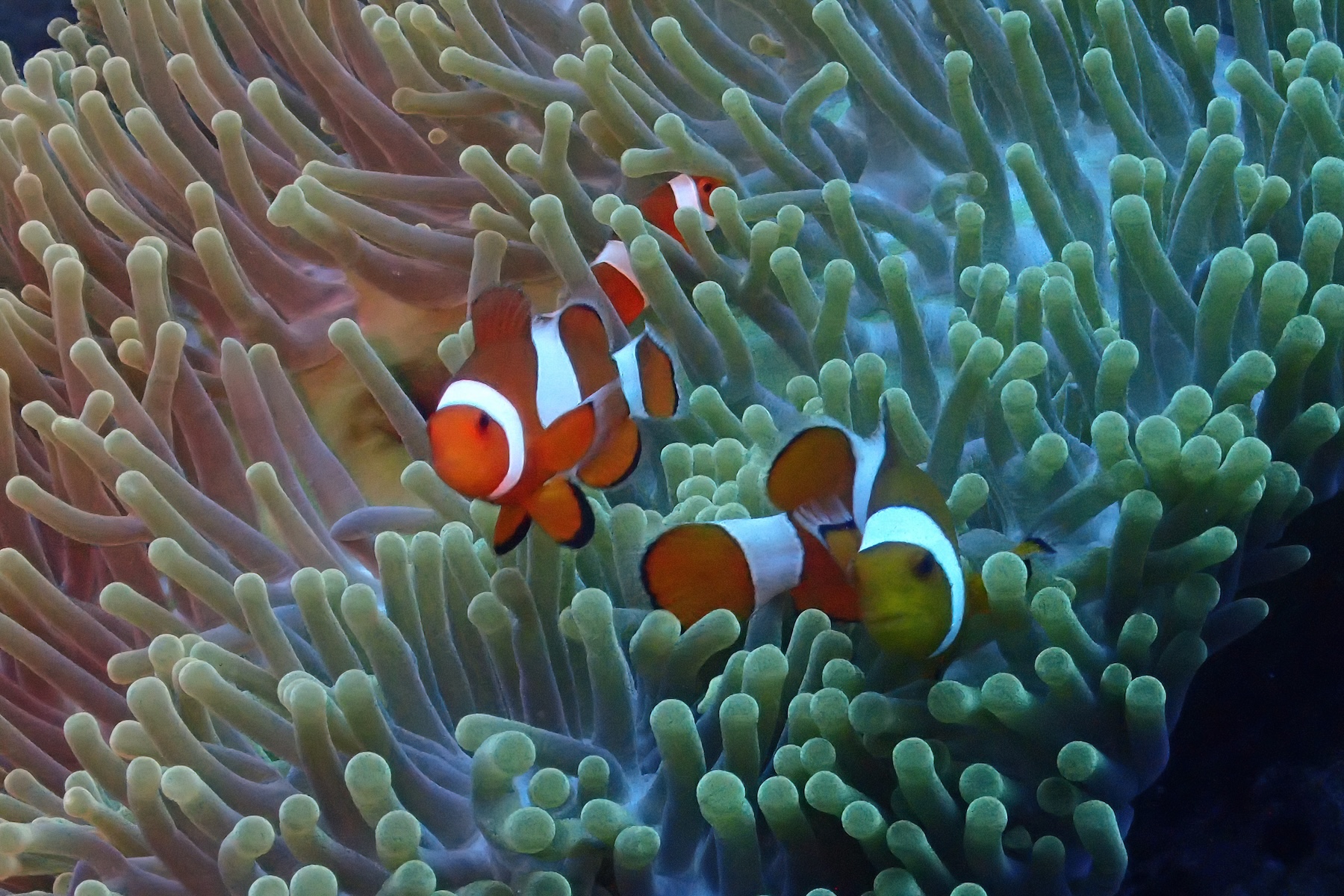 If we are lucky we might encounter Clownfish on our snorkelling excursions in Komodo (image by Inger Vandyke)