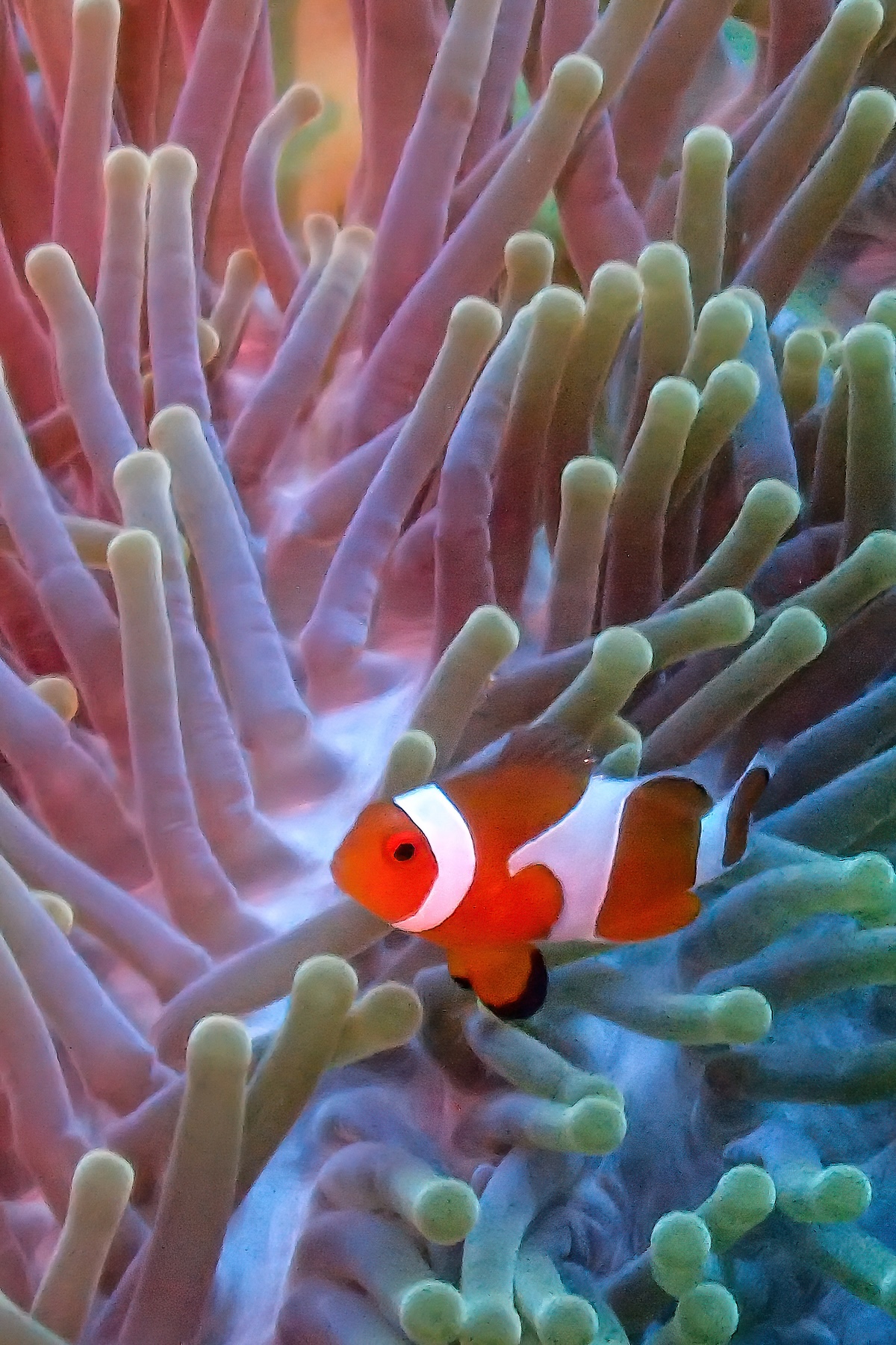 Clownfish are the ultimate Nemos of Indonesia's coral reefs (image by Inger Vandyke)