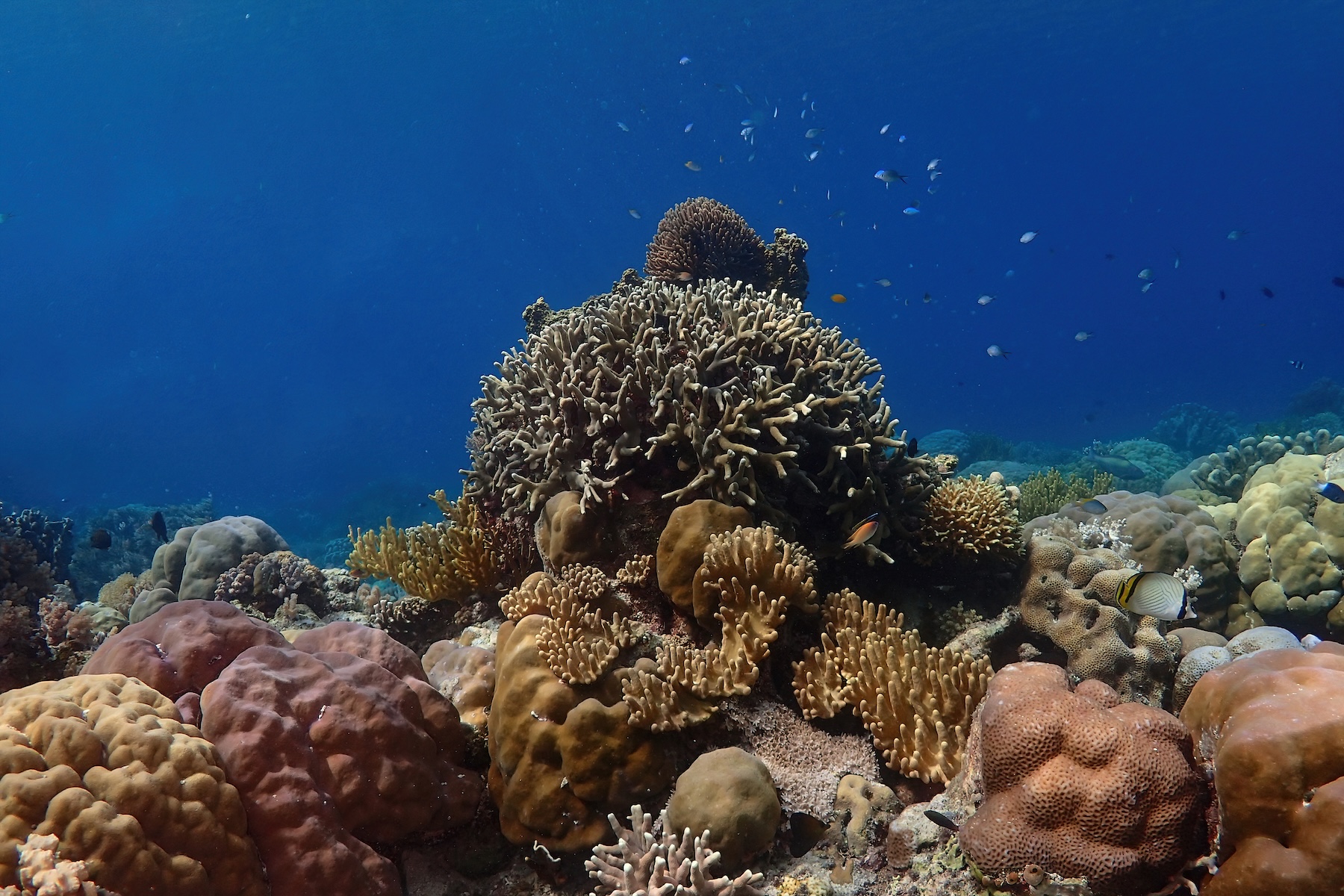 Staghorn and boulder corals in Indonesia (image by Inger Vandyke)