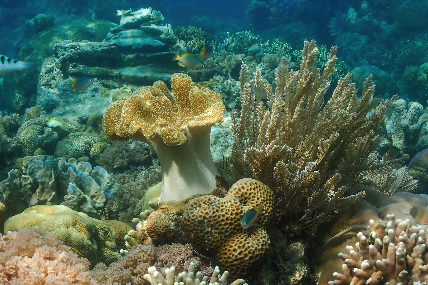 The soft and fan corals on Indonesia always attract schools of tiny colourful fish (image by Inger Vandyke)