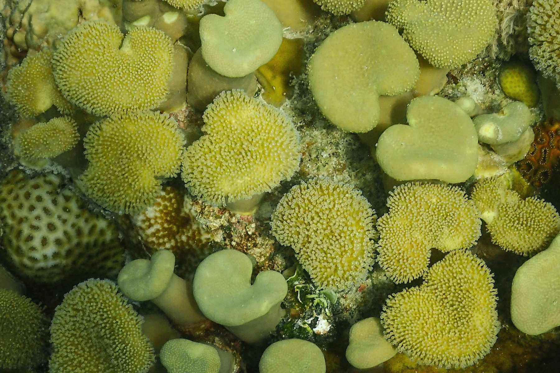 Indonesia's soft coral wonderland (image by Inger Vandyke)