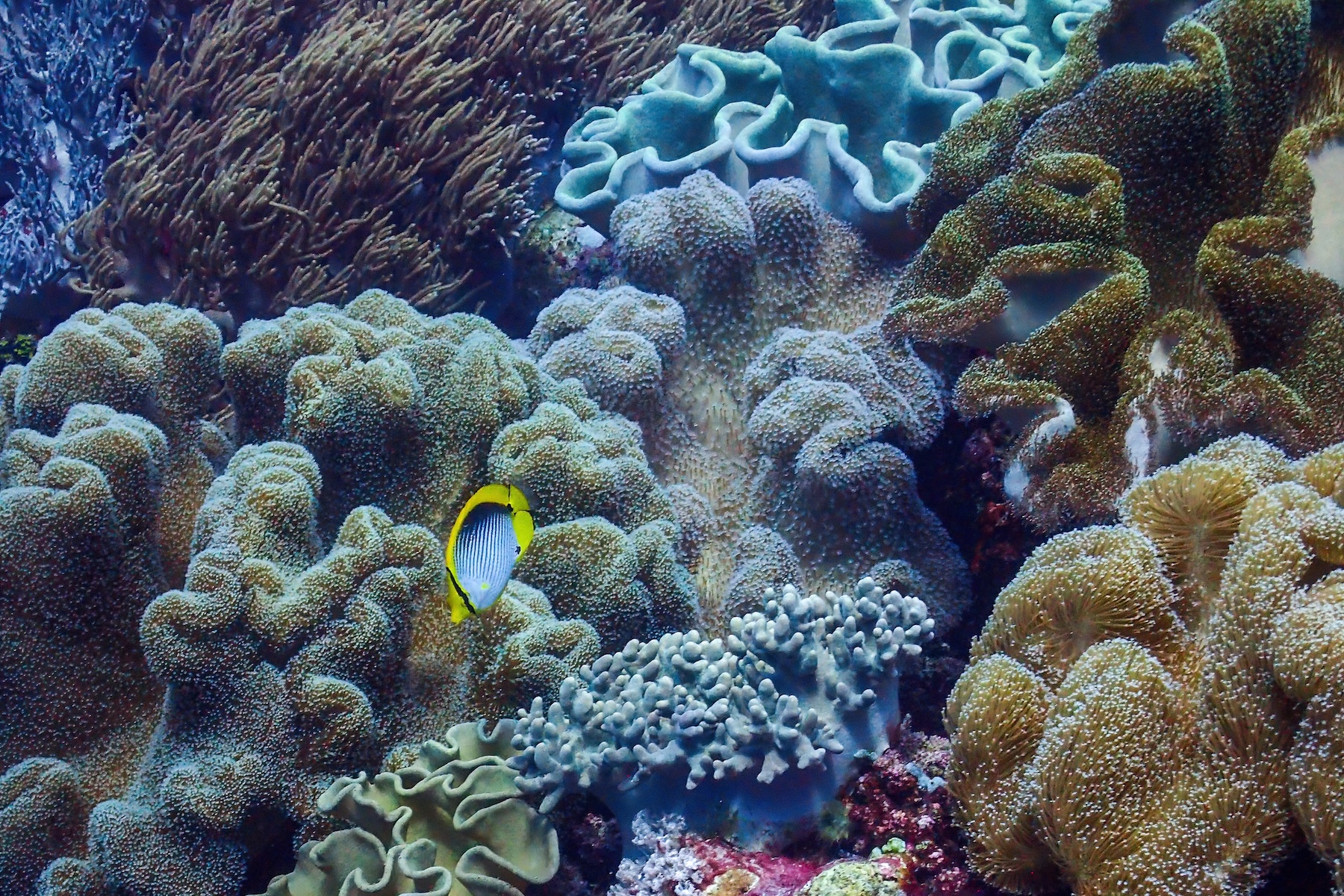 The mind-blowing diversity of Indonesia's coral reefs (image by Inger Vandyke