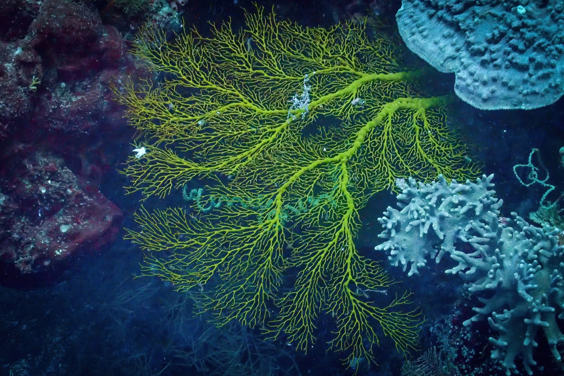 Delicate fan corals at the edge of coral walls in Indonesia (image by Inger Vandyke)