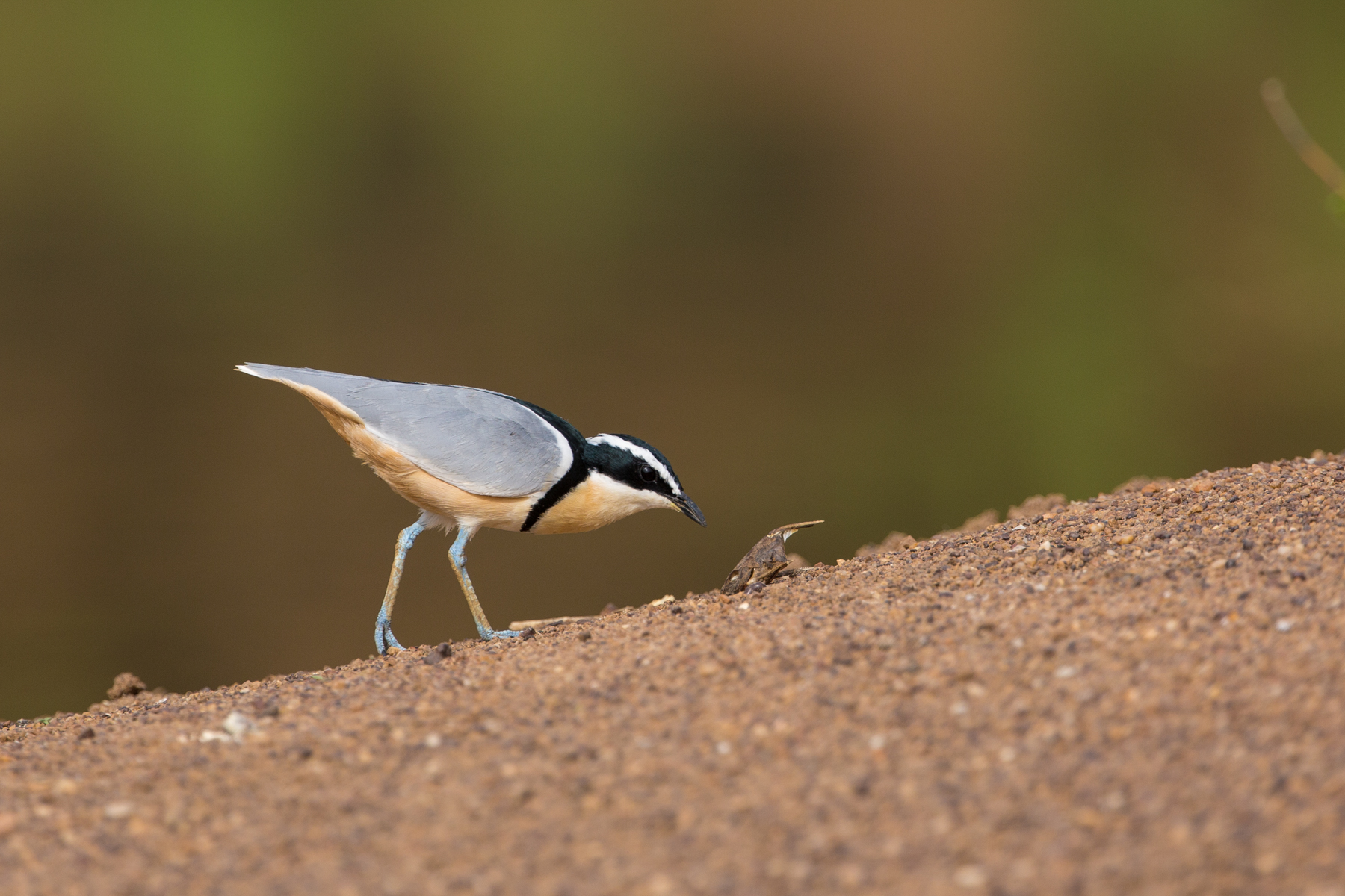 Egyptian Plovers are one of Senegal's most beautiful birds and the upper reaches of the Gambia River are one of the best places to see this species. (image by Inger Vandyke)