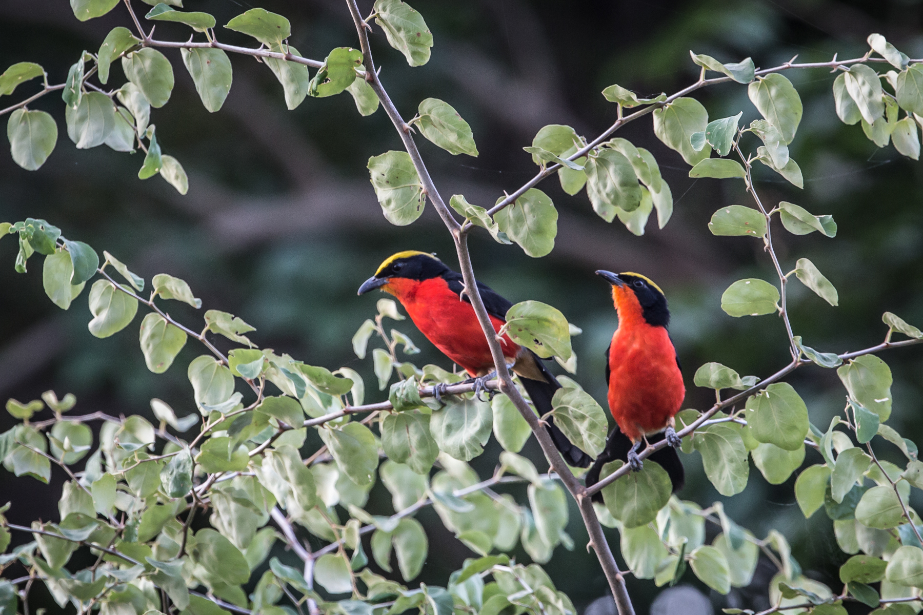 A pair of Yellow-crowned Gonoleks on the Gambia River at Wassadou. (image by Inger Vandyke)