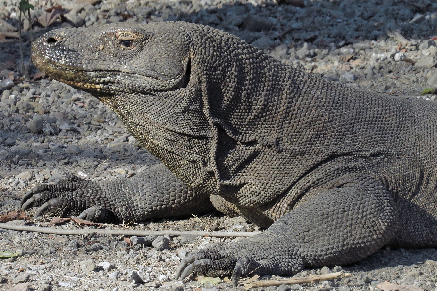 Komodo Dragon (image by Craig Robson)