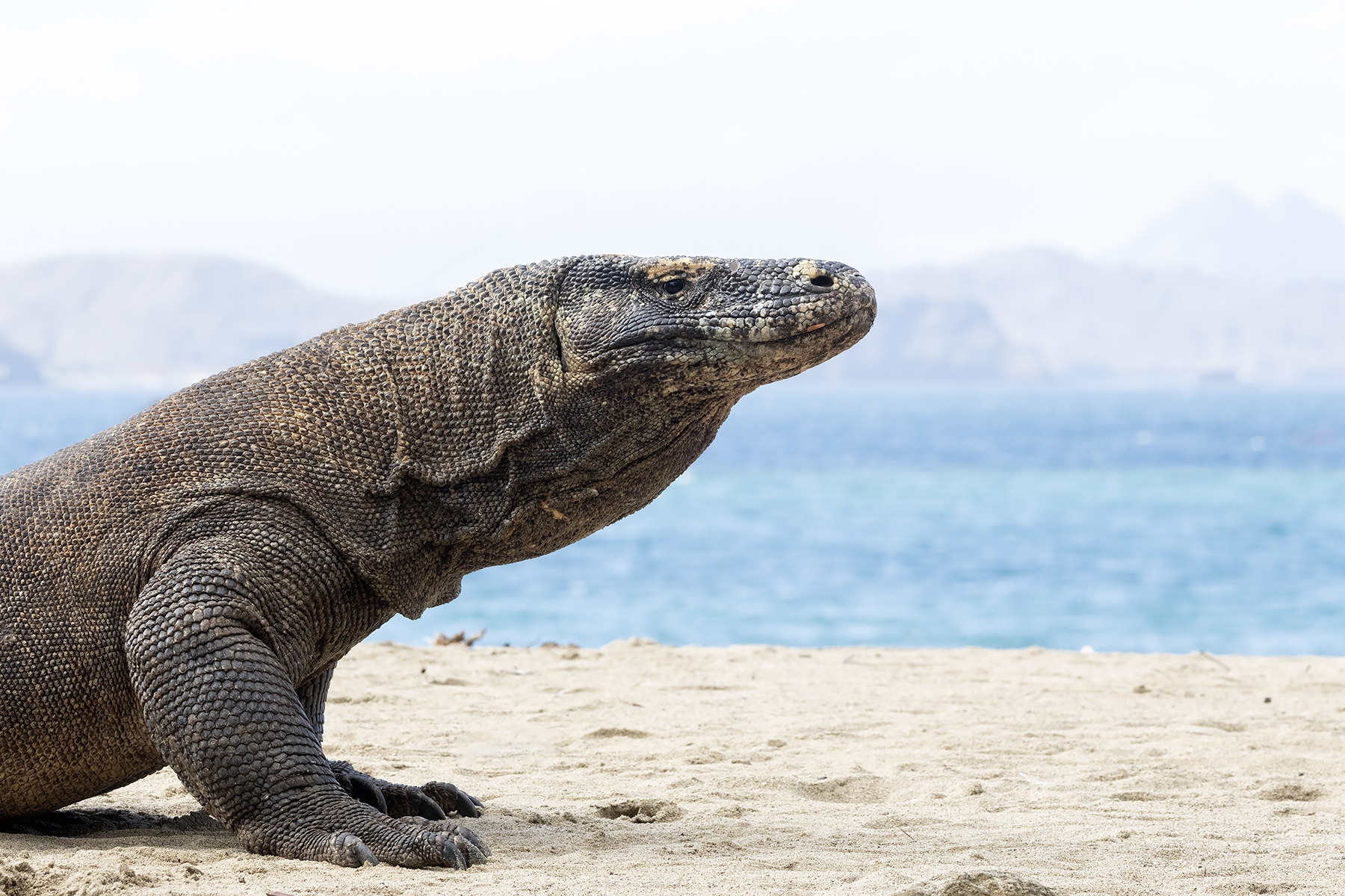 Komodo Dragon (image by Dani Balla)