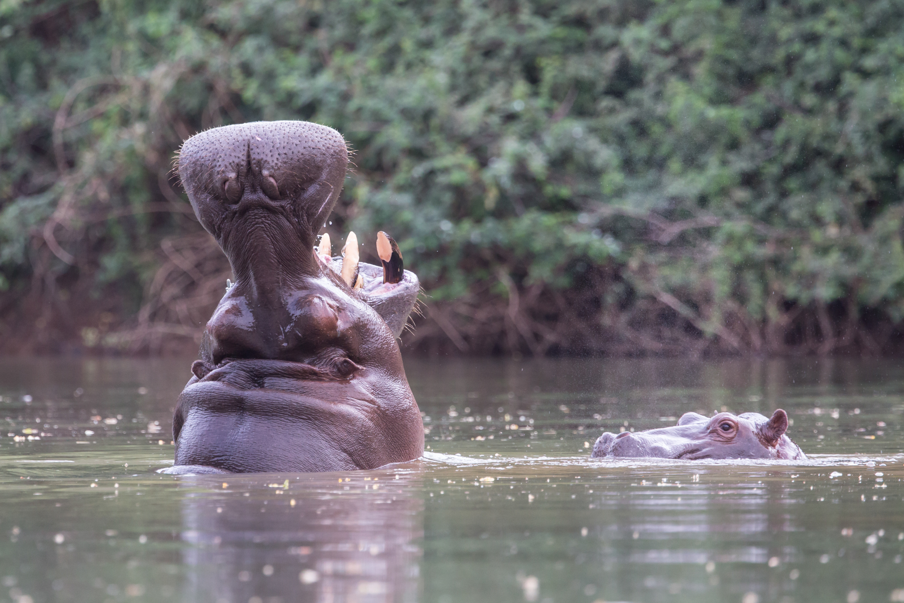 Yawning hippopotamus in the upper Gambia River at Wassadou, Senegal. (image by Inger Vandyke)
