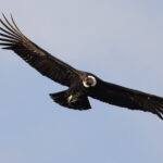 The massive shape of an Andean Condor fills the skies. Its wings have the largest surface area of any bird (image by Mike Watson)