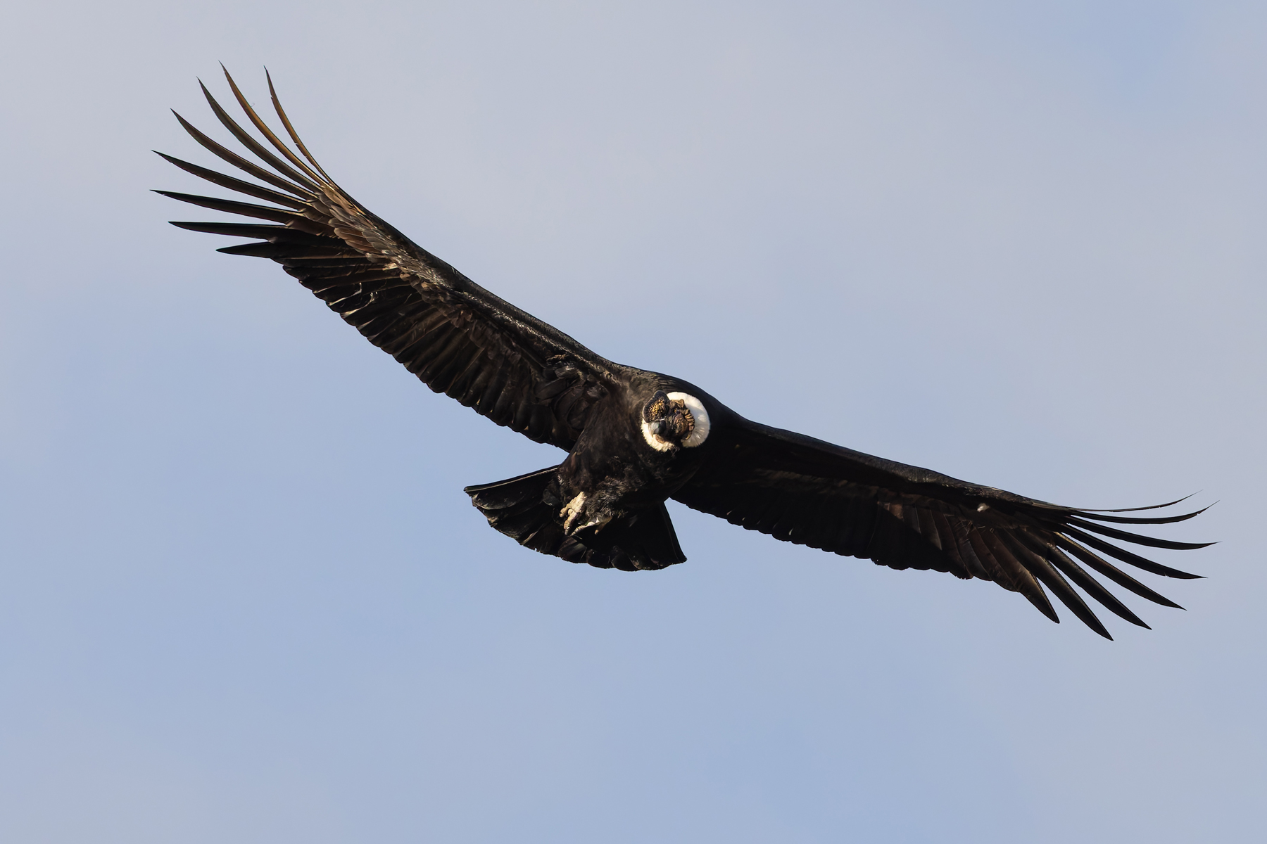 The massive shape of an Andean Condor fills the skies. Its wings have the largest surface area of any bird (image by Mike Watson)