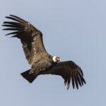 A female Andean Condor does not paossess the massive wattle on its crown (image by Mike Watson)