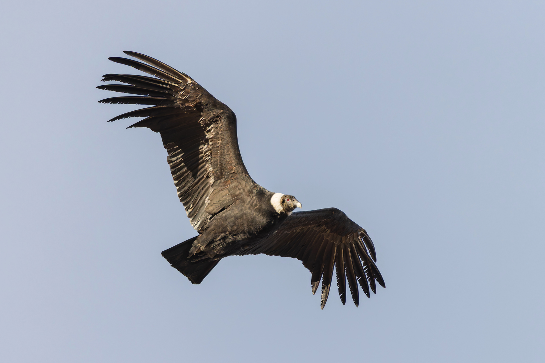 A female Andean Condor does not paossess the massive wattle on its crown (image by Mike Watson)
