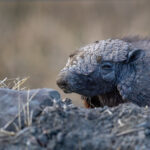 Armadillo (image by Wild Images guest Stuart Hahn)
