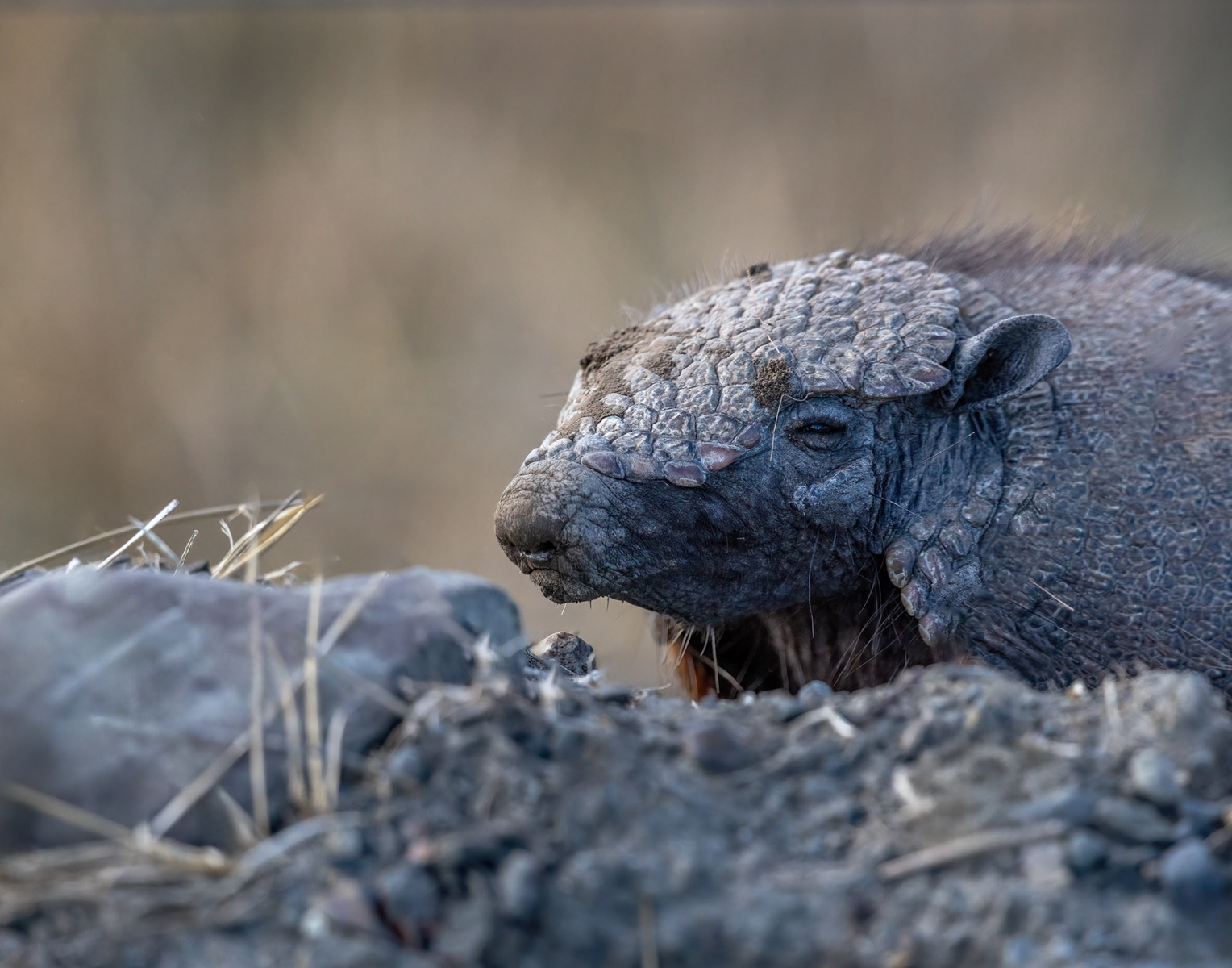 Armadillo (image by Wild Images guest Stuart Hahn)