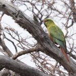 A noisy Austral Parakeet pauses for a photo, they are usually ‘on their way somewhere’ (image by Mike Watson)