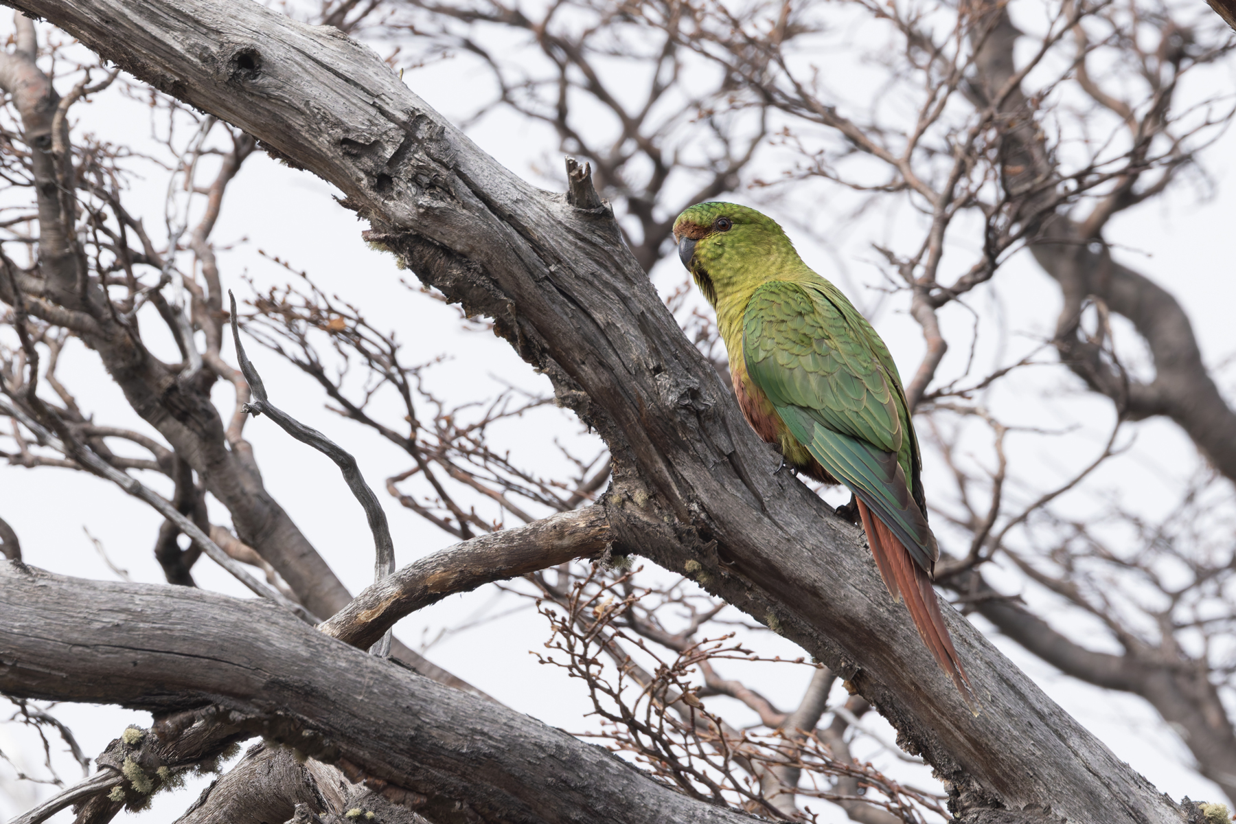 A noisy Austral Parakeet pauses for a photo, they are usually ‘on their way somewhere’ (image by Mike Watson)
