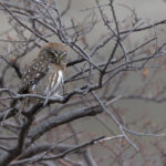 Austral Pygmy Owl is a fearsome predator of the Southern Beech Forests (image by Mike Watson)