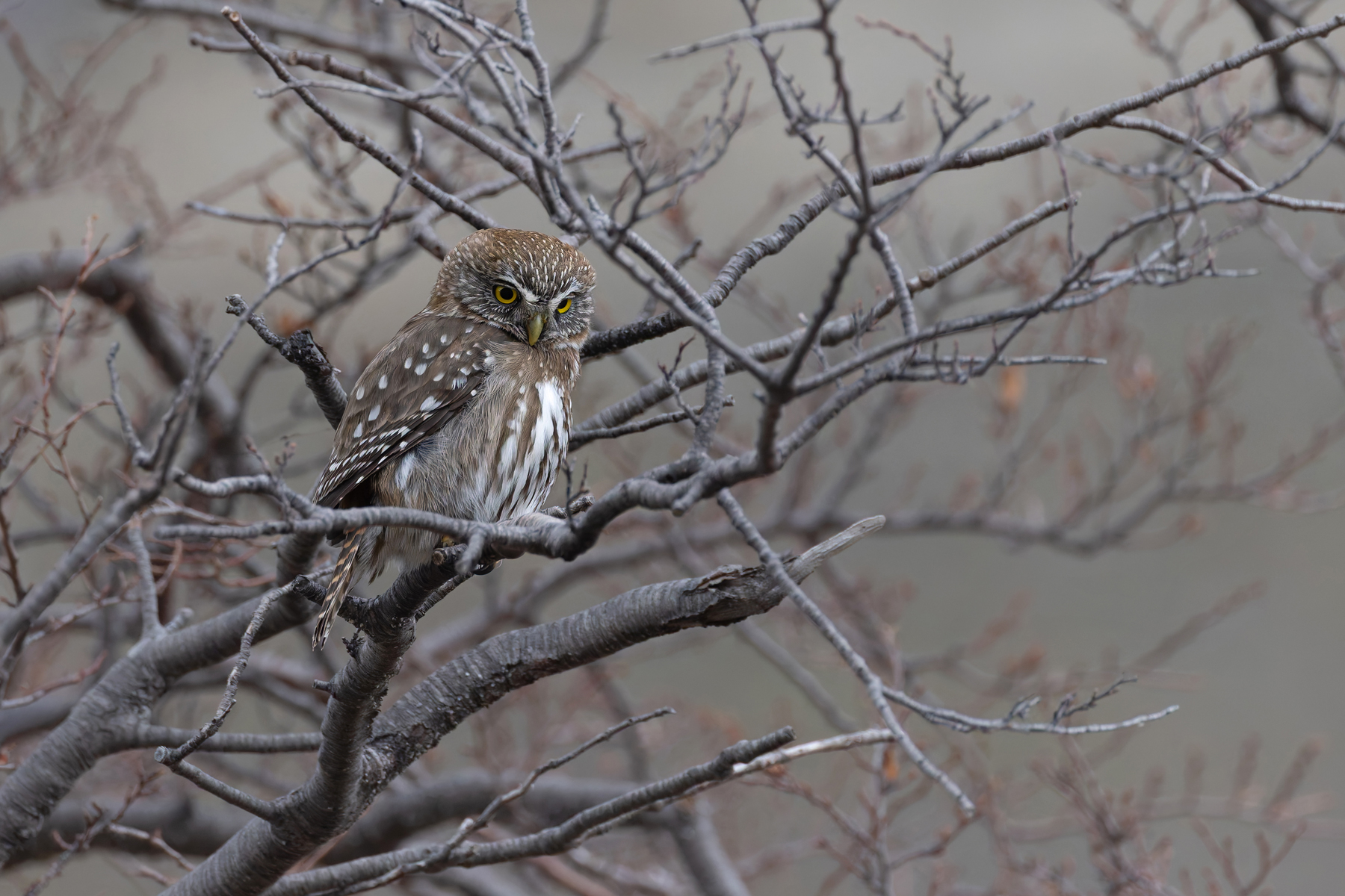 Austral Pygmy Owl is a fearsome predator of the Southern Beech Forests (image by Mike Watson)