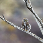 Austral Pygmy Owl (image by Wild Images guest Stuart Hahn)