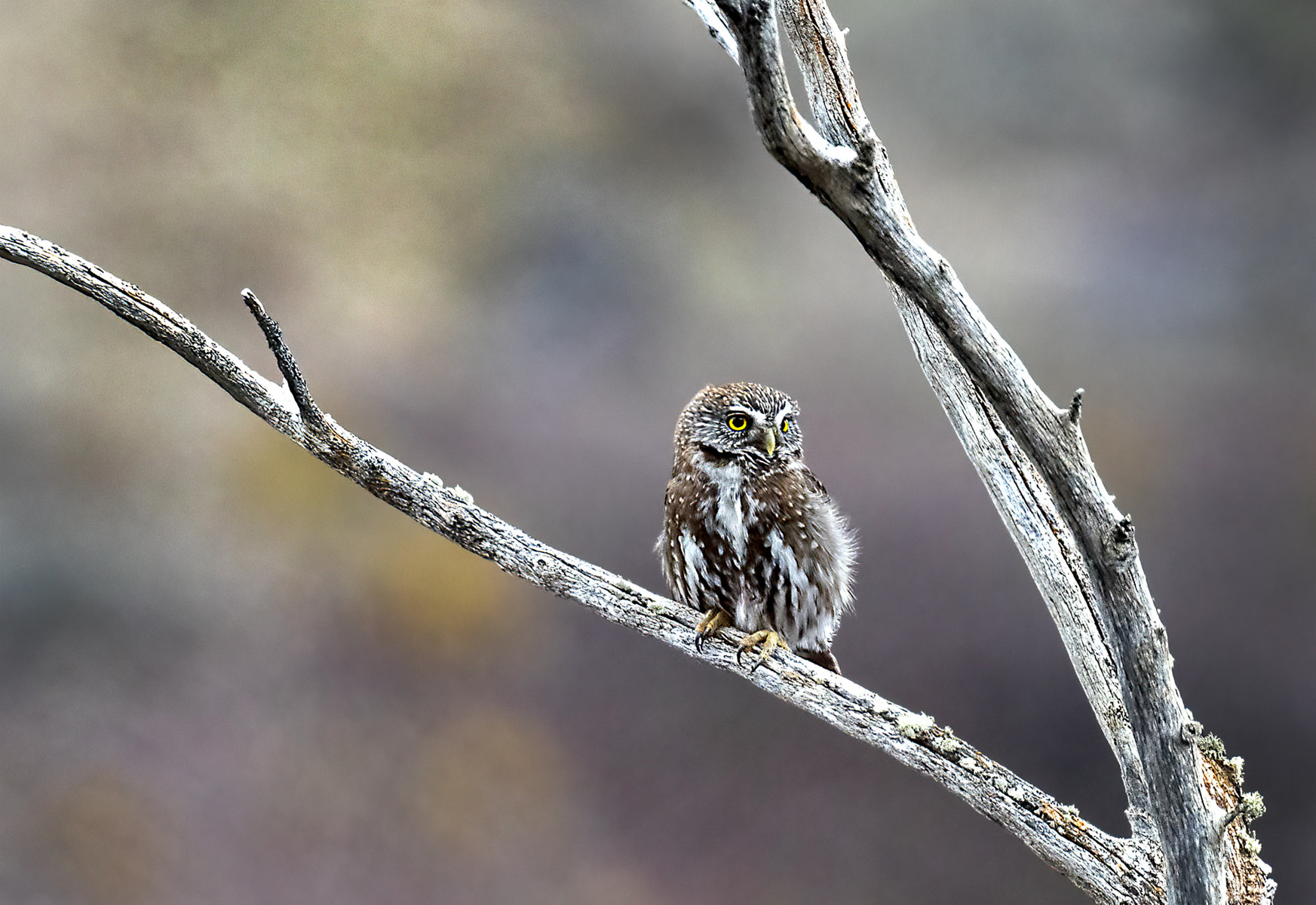 Austral Pygmy Owl (image by Wild Images guest Stuart Hahn)