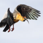 Black-necked Ibis is another ubiquitous bird of Patagonia, found from city centres to the remotest mountains (image by Mike Watson)
