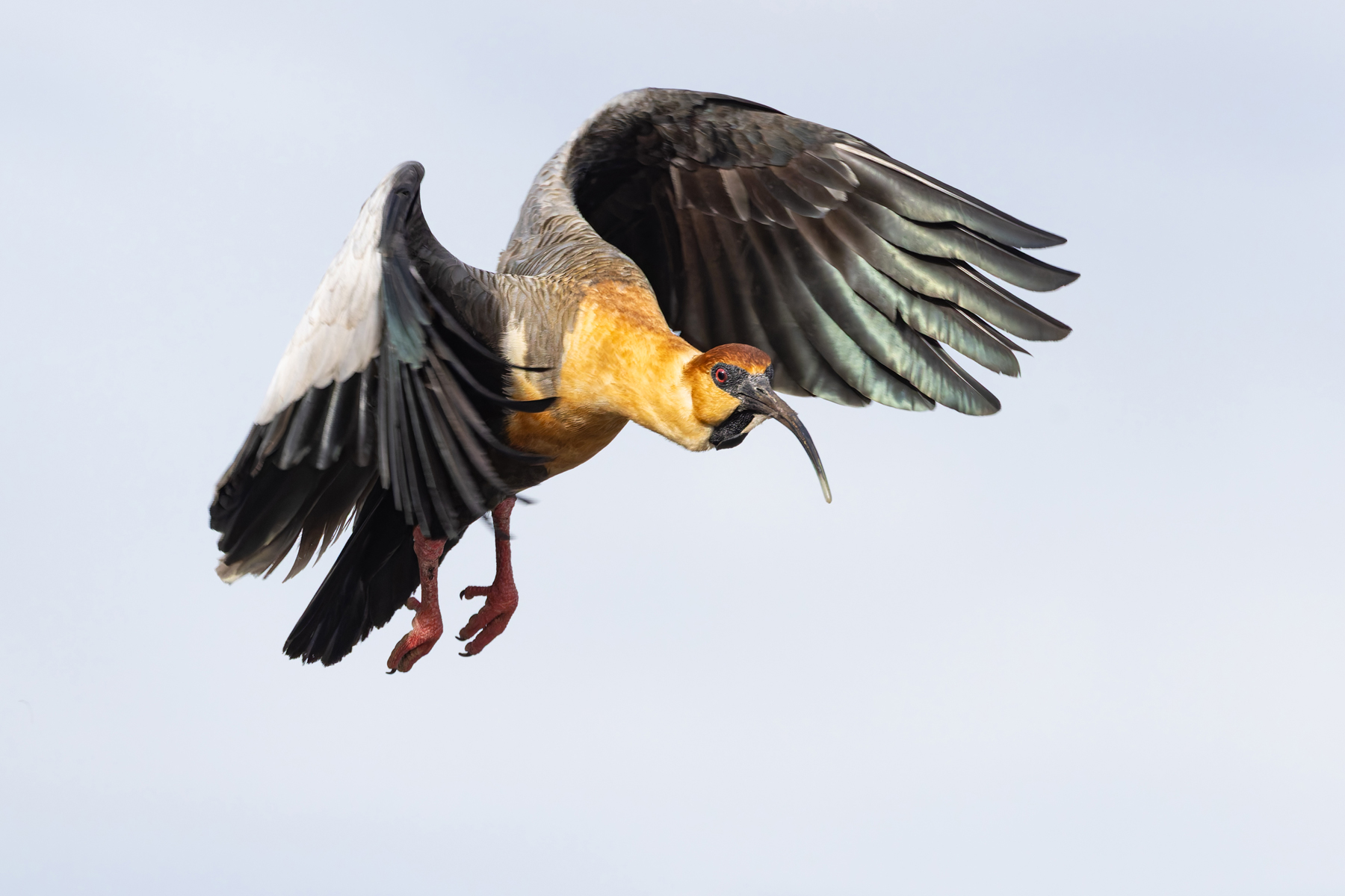 Black-necked Ibis is another ubiquitous bird of Patagonia, found from city centres to the remotest mountains (image by Mike Watson)