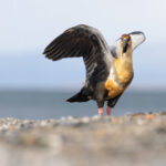 Black-necked Ibis (image by Mike Watson)