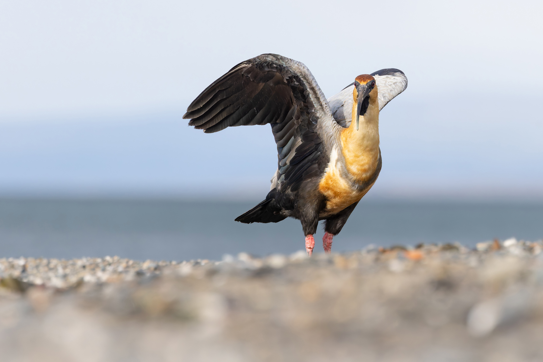 Black-necked Ibis (image by Mike Watson)