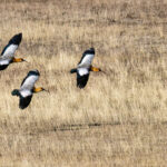 A flock of Black-necked Ibises come to land (image by Wild Images guest Stuart Hahn)
