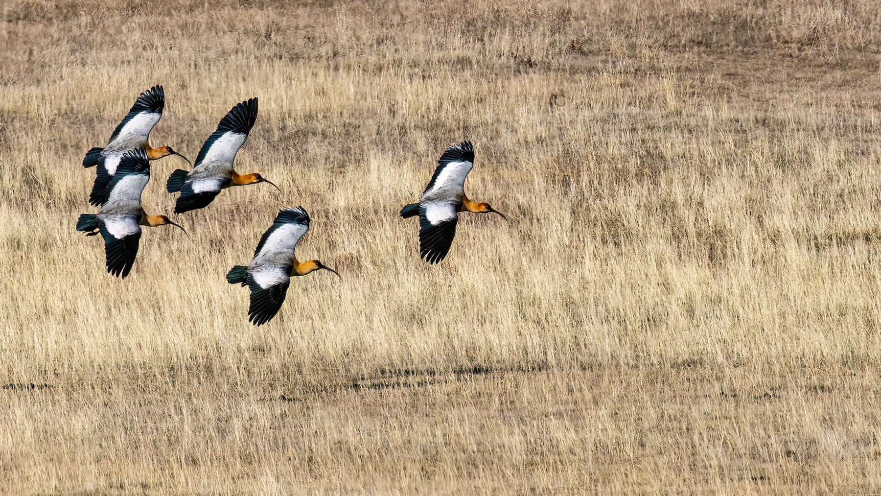 A flock of Black-necked Ibises come to land (image by Wild Images guest Stuart Hahn)