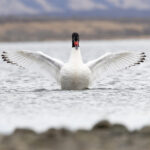 The stately Black-necked Swan is always a popular photo subject (image by Mike Watson)