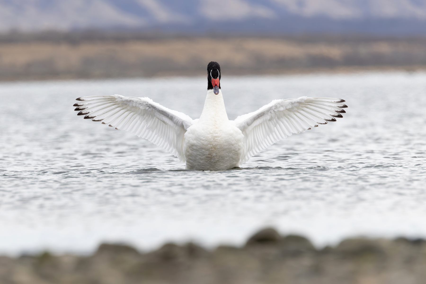 The stately Black-necked Swan is always a popular photo subject (image by Mike Watson)
