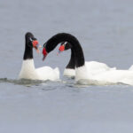 Black-necked Swan, through the archway (image by Mike Watson)