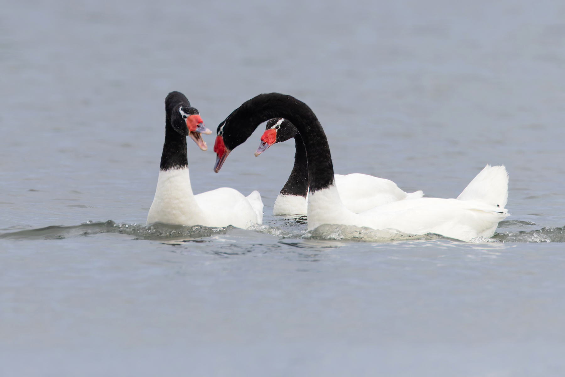 Black-necked Swan, through the archway (image by Mike Watson)