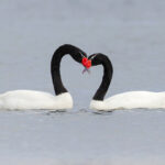 Black-necked Swan heart (image by Mike Watson)