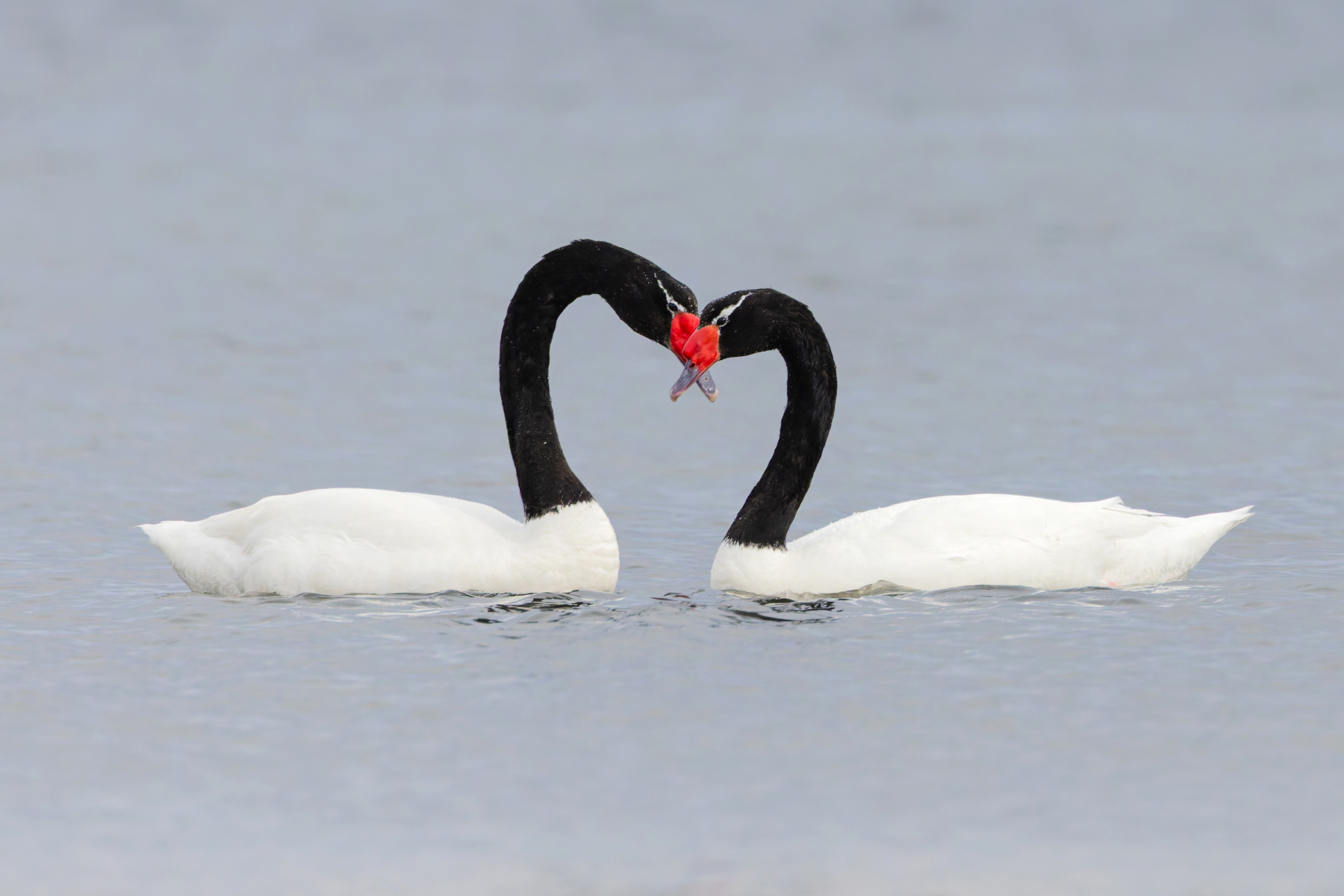 Black-necked Swan heart (image by Mike Watson)